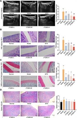 The protective effect of traditional Chinese medicine Jinteng Qingbi granules on rats with rheumatoid arthritis